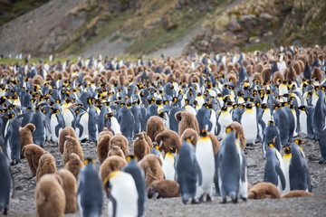 penguin in the arctic