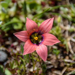 Romulea Hirsuta