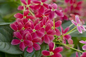Pink Flowers Close
