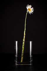 Chamomile, white on black, in vase