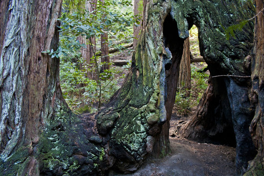 San Francisco Muir Wood