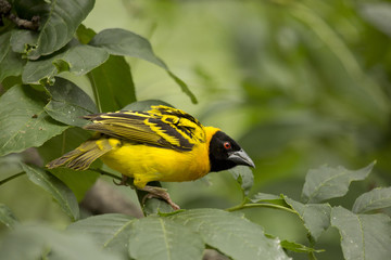 Village Weaver (Textor cucullatus).