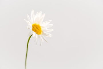 Gerbera Daisy, white on white