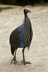 Vulturine guineafowl (Acryllium vulturinum).