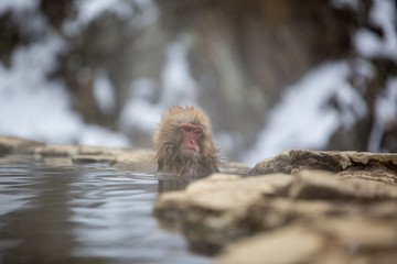 Fototapeta premium macaque monkey in a bath in japan