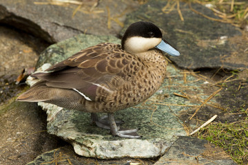 Fototapeta premium Silver Teal (Anas versicolor ssp. puna).