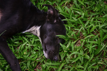 black dog lying on the green grass