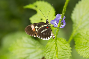 Fototapeta na wymiar The postman butterfly, common postman, or simply postman (Heliconius melpomene).