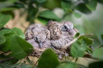 Close up of Baby birds