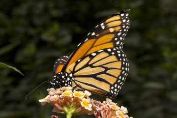 Fototapeta na wymiar Monarch butterfly (Danaus plexippus).