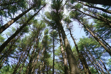 low angle view of the pine tree forest