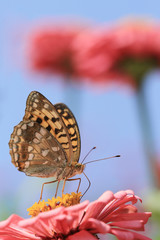yellow butterfly on pink flower