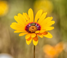 Ursinia calenduliflora