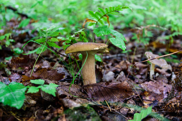 Boletus mushroom in the forest.