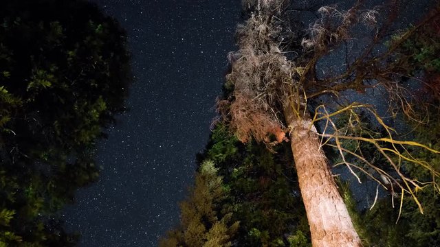 Stars time-lapse with trees lit by flickering campfire