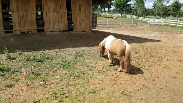 Miniature Horse eat grass in a farm
