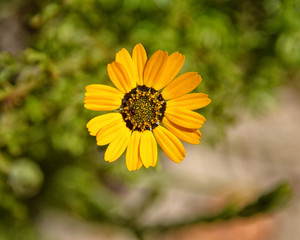 Ursinia speciosa flower