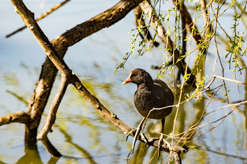 Water Hen on Branch