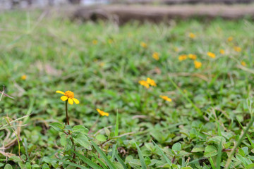 yellow wild flowers on the green grass