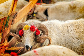 Hayvancılık ve Kurban Bayramı