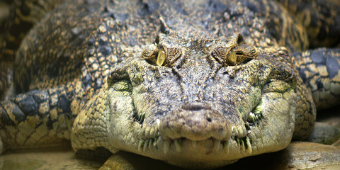 head of crocodile in river in the rainforest 