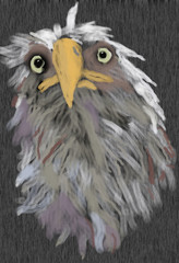Eagle after a Bath   O864