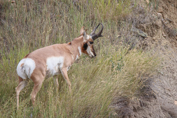 Pronghorn Buck C2