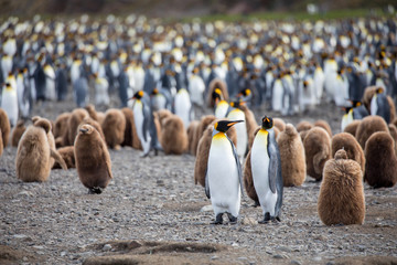 penguin in the arctic