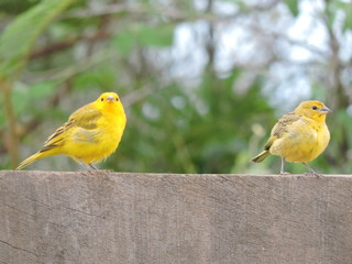 Canário - da - terra (Sicalis flaveola)