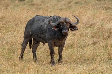 Fototapeta na wymiar African Buffalo
