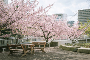 ベンチのある風景　香貫公園の河津桜