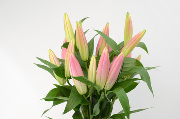 Pink Lily flower on a white isolated background with clipping path. Closeup. For design. Nature.