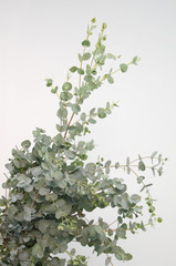 Green leaves eucalyptus populus on white background. flat lay, top view