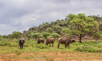 Fototapeta na wymiar African Buffalo