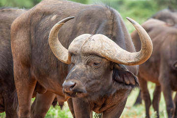 African Buffalo