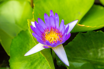 Obraz premium Blue lotus flower