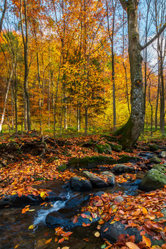 brook in autumn forest. beautiful nature scenery in fall colors