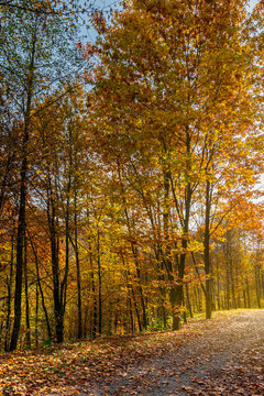 road through forest in fall foliage. beautiful sunny background. nice place for a walk