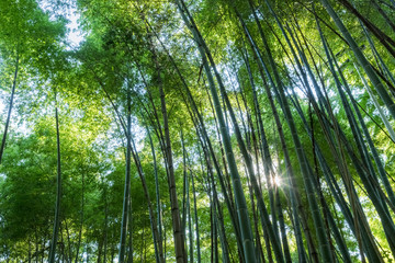 Obraz na płótnie Canvas bamboo grove and sunshine