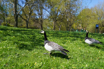 wild bird in the park