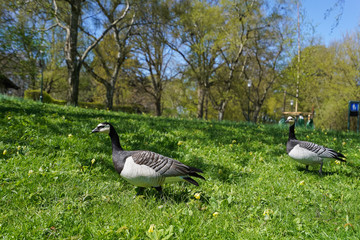 wild bird in the park