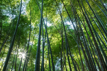 tranquil bamboo forest
