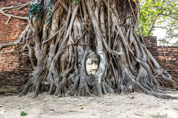 Ayutthaya Head of Buddha statue