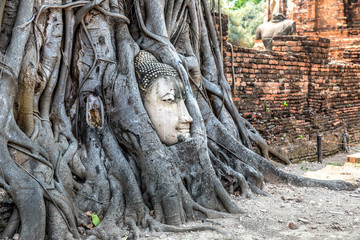 Ayutthaya Head of Buddha statue