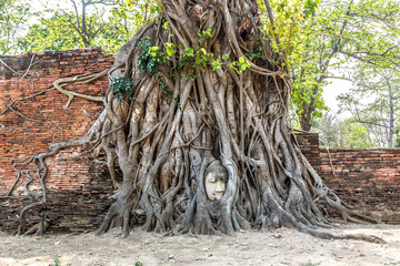 Ayutthaya Head of Buddha statue