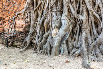 Ayutthaya Head of Buddha statue