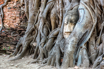 Fototapeta na wymiar Ayutthaya Head of Buddha statue
