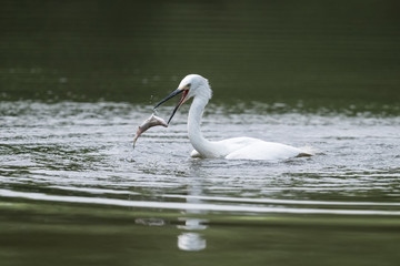 little egret eating fish