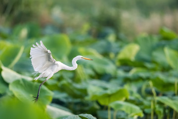 intermediate egret, ardea intermedia