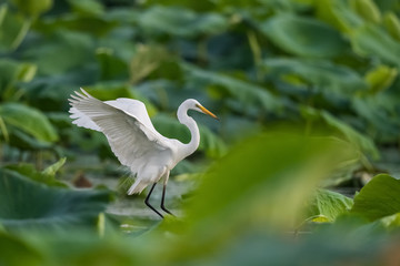 intermediate egret flapping its wings
